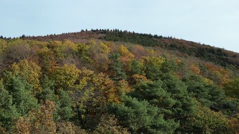 Aufsteigende-Luftdrohnenaufnahme,-Die-Einen-Typischen-Wald-In-Heidelberg-Hinauffliegt