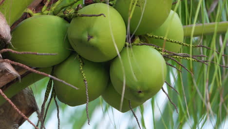 Grün-Wachsende-Kokosnüsse-In-Einem-Bündel,-Das-An-Einer-Statischen-Palme-Aus-Nächster-Nähe-Hängt