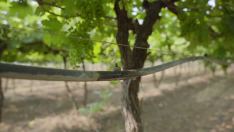 Closeup-of-the-drip-irrigation-system-at-vineyard-agricultural-land-with-a-bunch-of-grapes-in-background