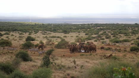 Herde-Afrikanischer-Buschelefanten-Und-Zebras-In-Der-Ferne
