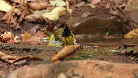 Facing-to-the-right-shaking-it's-feathers-while-bathing,-Black-crested-Bulbul-Pycnonotus-flaviventris-johnsoni,-Thailand