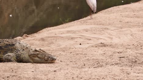 Nile-Crocodile-Resting-On-Riverbank-In-Maasai-Mara-National-Reserve,-Kenya