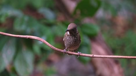 Looking-around-while-perched-on-a-vine,-White-throated-Rock-Thrush-Monticola-gularis,-Thailand