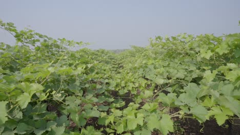 Grape-plantation-vineyard-in-the-mountains-of-Sahyadri,-India