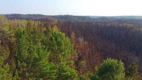 Starker-Kontrast-Zwischen-Grünen-Und-Verbrannten-Wäldern-Nebeneinander-über-Weitläufige-Berge-In-Kanada