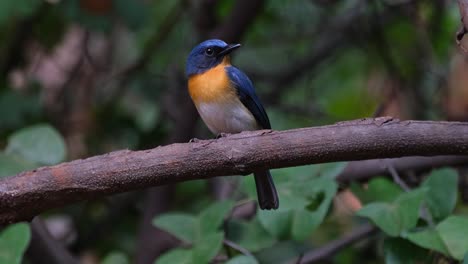 Camera-zooms-out-while-the-bird-looks-to-the-right,-Indochinese-Blue-Flycatcher-Cyornis-sumatrensis-Male,-Thailand