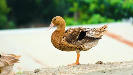Brown-domestic-duck-standing-by-the-water's-edge,-desi-native-ducks,-primarily-found-in-Bangladesh-and-India