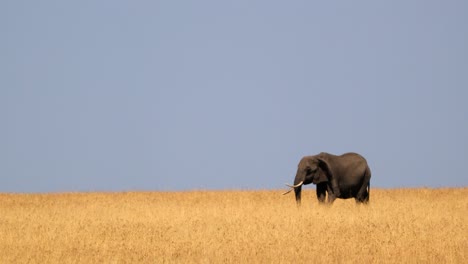 African-Elephants-Walking-In-The-Savannah-With-Golden-Grass-In-Maasai-Mara-National-Reserve-In-Kenya,-Africa