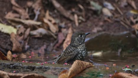 Facing-to-the-right-shaking-it's-feathers-in-the-water-as-the-camera-zooms-out,-White-throated-Rock-Thrush-Monticola-gularis,-THailand
