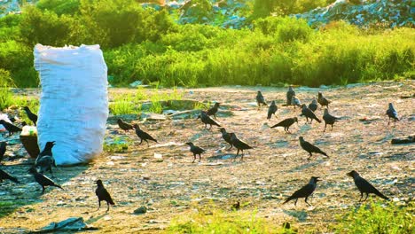Flock-Of-Crow-Birds-Feeding-Near-Garbage-Landfill-Site