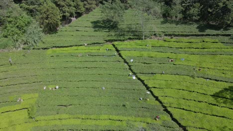 Tea-farmer-picking-tea-leaf-on-plantation