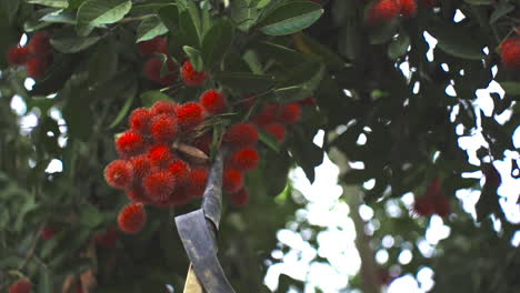Rambutan-Vom-Baum-Im-Dschungel-Von-Costa-Rica-Pflücken