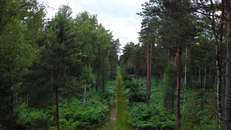 Dirty-road-in-dense-conifer-forest,-aerial-drone-ascend-view