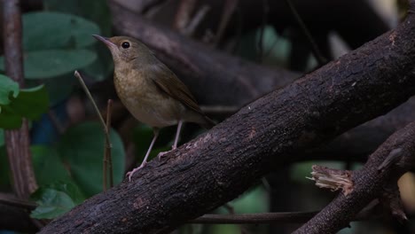Windy-forest-while-the-camera-zooms-in-sliding-to-the-left,-Siberian-Blue-Robin-Larvivora-cyane,-Thailand