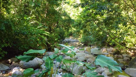 Water-is-observed-flowing-through-rocks-through-a-tropical-rainforest-landscape
