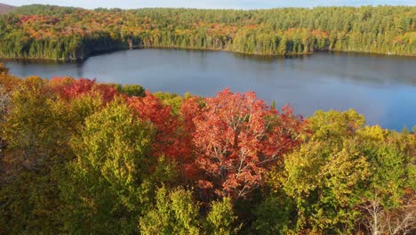 Luftaufnahmen,-Die-Nach-Unten-Fliegen-Und-Eine-Nahaufnahme-Der-Wunderschönen-Leuchtend-Roten-Herbstfarben-Der-Bäume-Rund-Um-Einen-Nördlichen-See-Zeigen