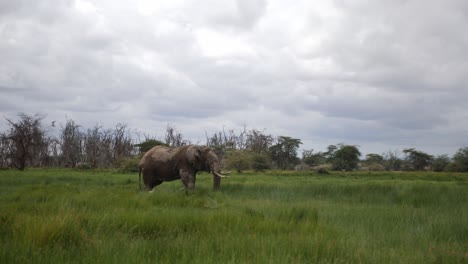 Einsamer-Elefant,-Der-Gras-Auf-Dem-Feld-Frisst