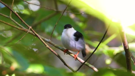 White-Bearded-Manakin-puffs-up-white-feathers-below-beak-perched-on-tree-in-Tayrona-National-Park,-Colombia