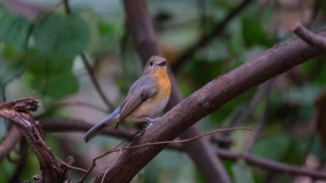 Beautiful-orange-breast,-wagging-it's-tail,-looks-towards-the-camera,-Indochinese-Blue-Flycatcher-Cyornis-sumatrensis-Female,-Thailand