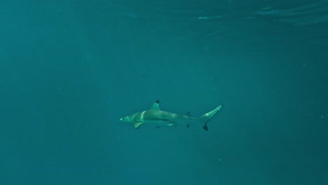 Schwarzspitzen-Riffhai,-Der-Mit-Hellen-Strahlen-Durch-Tropisches-Blaues-Wasser-Kreuzt