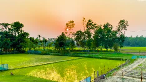 Plántulas-De-Arroz-En-Tierras-Agrícolas-Cultivadas-En-El-Campo-De-Bangladesh,-Asia-Del-Sur