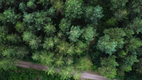 Dirt-road-intersection-and-conifer-tree-tops,-aerial-top-down-view
