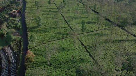 Drone-view-of-green-agricultural-field