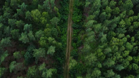 Dirt-road-leading-through-dense-conifer-forest-toward-industrial-area,-aerial-view