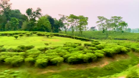 Bewegende-Aufnahme-Eines-üppigen-Teegartens-Aus-Dem-Zug-Im-Hügeligen-Ländlichen-Bangladesch