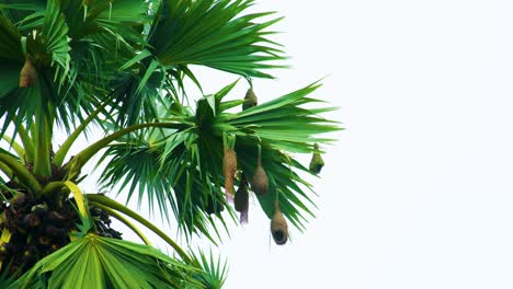 Weaver-bird-nest-on-Asian-palmyra-palm-tree-in-rural-Bangladesh