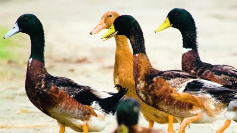 Group-of-colorful-ducks-on-a-path-with-ducklings-in-Bangladesh---Desi-Ducks