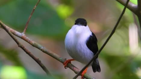 White-Bearded-Manakin-looks-around-puffs-out-feathers-and-hops-onto-branch