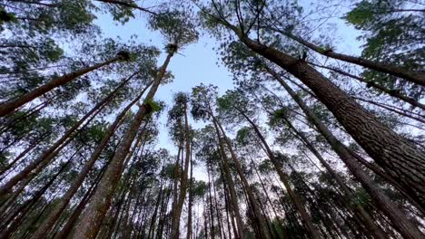 Bottom-up-view-of-tall-trees-in-the-forest-swaying-on-the-wind-with-blue-sky