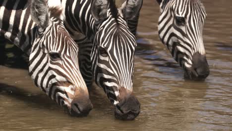 Nahaufnahme-Von-Zebras,-Die-Wasser-Im-Fluss-Im-Maasai-Mara-National-Reserve,-Afrika,-Trinken