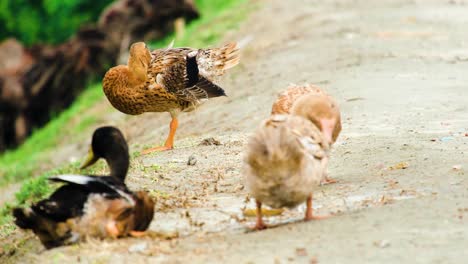 Ducks-preening-on-a-dirt-road-in-Bangladesh---south-Asian-breed-of-Ducks