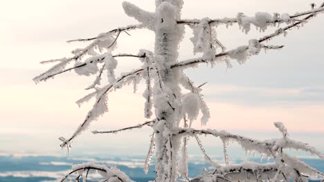 Frozen-tree-trunk-and-small-branches-move-in-light-breeze,-snow-and-ice-layer