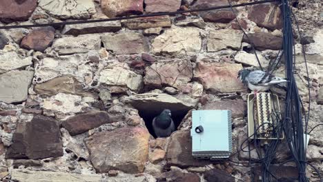 Pigeon-birds-perch-at-electrical-installations-integrated-into-stone-wall-structures,-symbolizing-the-convergence-of-nature-and-electrification
