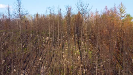 Luftaufnahme-Der-Baumreste,-Die-Nach-Einem-Waldbrand-Langsam-Wieder-Zum-Leben-Erwachen