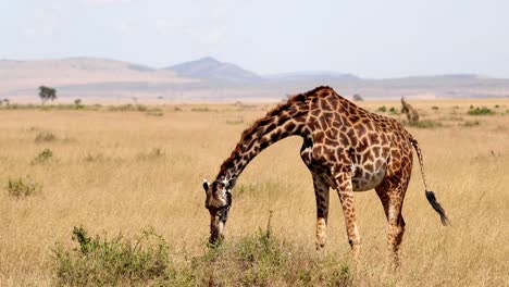 Afrikanische-Giraffe-Frisst-Pflanzenblätter-In-Der-Savanne-Im-Masai-Mara-Nationalreservat-In-Kenia,-Afrika