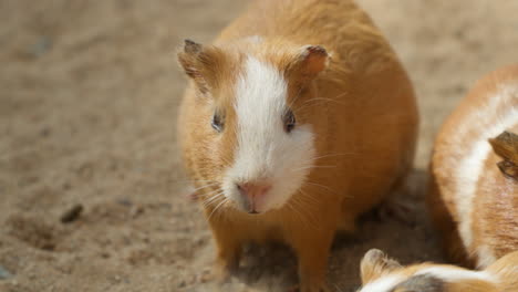 Face-Close-Up-of-Domestic-Guinea-Pig-Chewing