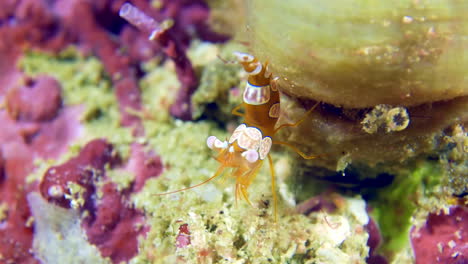 Small-shrimp-underwater