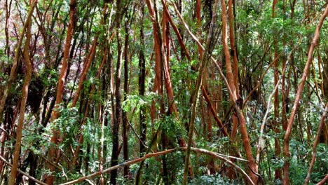 Kathedralenwald-Aus-Myrtenbäumen,-Im-Tepuhueico-Park,-In-Chiloé,-Chile