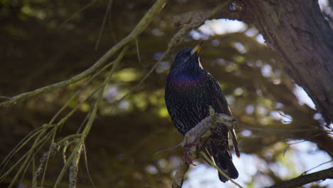European-Starling-Bird-Sitting-On-A-Small-Tree-Branch-Then-Fly-Away