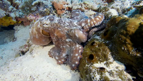 Oktopus-Unter-Wasser-Spazieren-Gehen