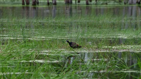 Facing-to-the-left-seen-in-the-middle-of-the-water,-Bronze-winged-Jacana-Metopidius-indicus,-Thailand