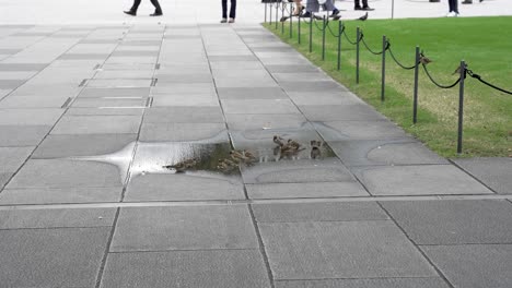 Group-Of-Tiny-sparrow-birds-are-sipping-water-from-a-pool-on-the-concrete-surface-at-Marunouchi-Square,-adjacent-to-Tokyo-Station-in-Japan
