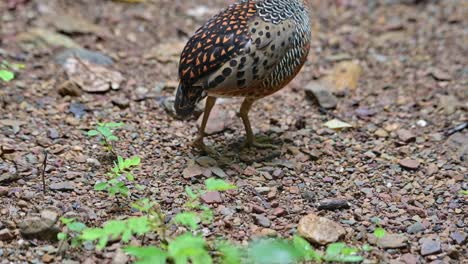 Looking-to-the-left-then-moves-towards-the-top-of-the-frame-to-disappear,-Ferruginous-Partridge-Caloperdix-oculeus,-Thailand