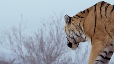 Tiger-walking-away-from-camera-on-cloudless-day---medium-shot
