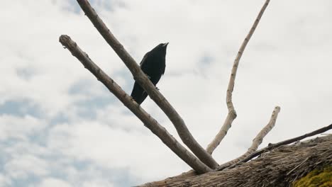 Blackbird,-passerine-bird-known-for-its-predominantly-black-plumage