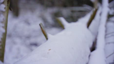 Ein-Junges-Mädchen-In-Einem-Schneebedeckten-Park-Beugt-Sich-Vor-Und-Nimmt-Den-Schnee